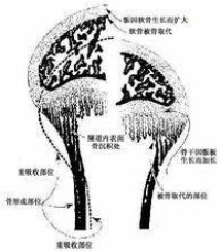 骨原細胞