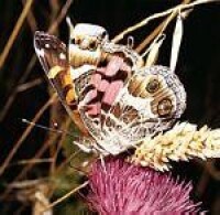 維吉尼亞赤蛺蝶(Vanessa virginiensis)