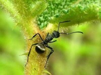 雙齒多刺蟻（Polyrhachis dives）與其它螞蟻的圖片