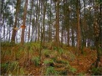 雲門山松樹林