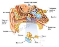 耳的生理結構