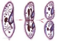 草履蟲的分裂生殖過程