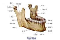 下頜支