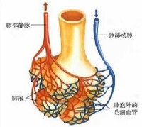 毛細血管