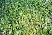 大葉藻屬