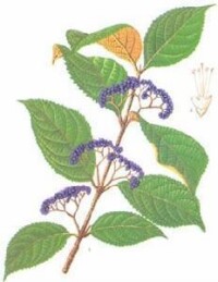 紫珠原植物