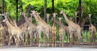 倫敦動物園