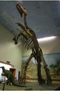 恐龍化石展