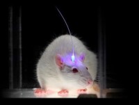 光纖植入大鼠腦內