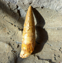 棘龍科最晚的牙齒化石
