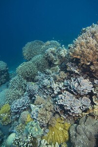 珊瑚礁[珊瑚目的動物形成的海洋生態]