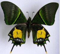 珍貴的金斑喙鳳蝶