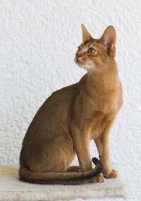 阿比西尼亞貓
