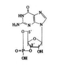 cGMP的結構式