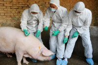豬流感病毒疫苗