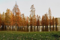 秋日池杉林