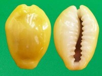 黃寶螺（上海岡瓦納自然網）