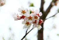 大洋灣生態運動公園 櫻花園