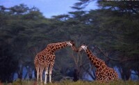 非洲熱帶草原上的動物