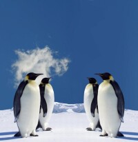 在冰川生存的企鵝