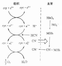 （圖）毒理作用核化學武器