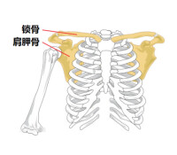 人體骨支架圖