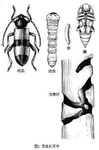 粗鞘雙條杉天牛