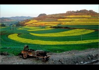 後山村圖片