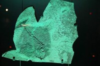 科阿韋拉州沙漠博物館的古代魚類化石