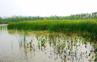 江蘇姜堰溱湖國家濕地公園