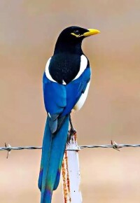 藍喜鵲