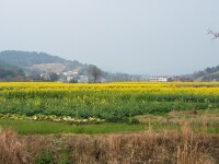 竹山村的油菜花