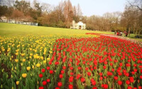 太子灣公園的花