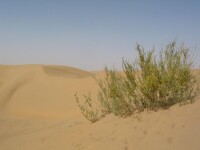 庫布齊沙漠