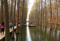 李中水上森林公園3