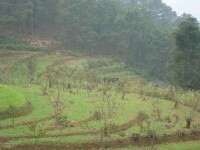 核桃種植基地