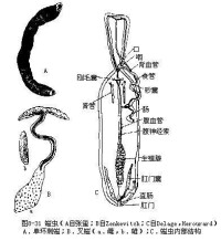 螠蟲動物門