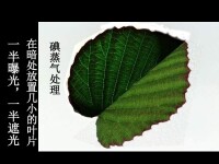 樹葉[樹進行光合作用的部位]