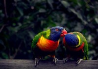 兩隻鸚鵡在激情的“舌吻”