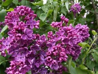 紫花歐丁香