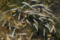 在溪流中的仙胎魚