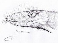 Scaloposaurus