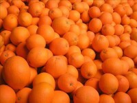 富川臍橙