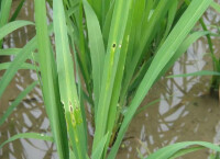 水稻條紋葉枯病