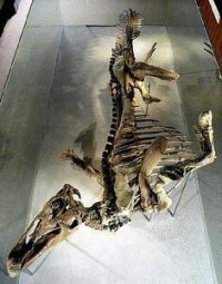 埃德蒙頓龍化石（圖1）