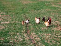 孟集鎮家畜飼養