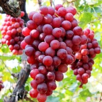 吐魯番葡萄