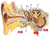 聽覺器官(耳朵結構)