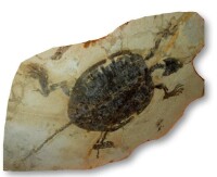 遼西滿洲龜化石