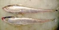 鳳尾魚